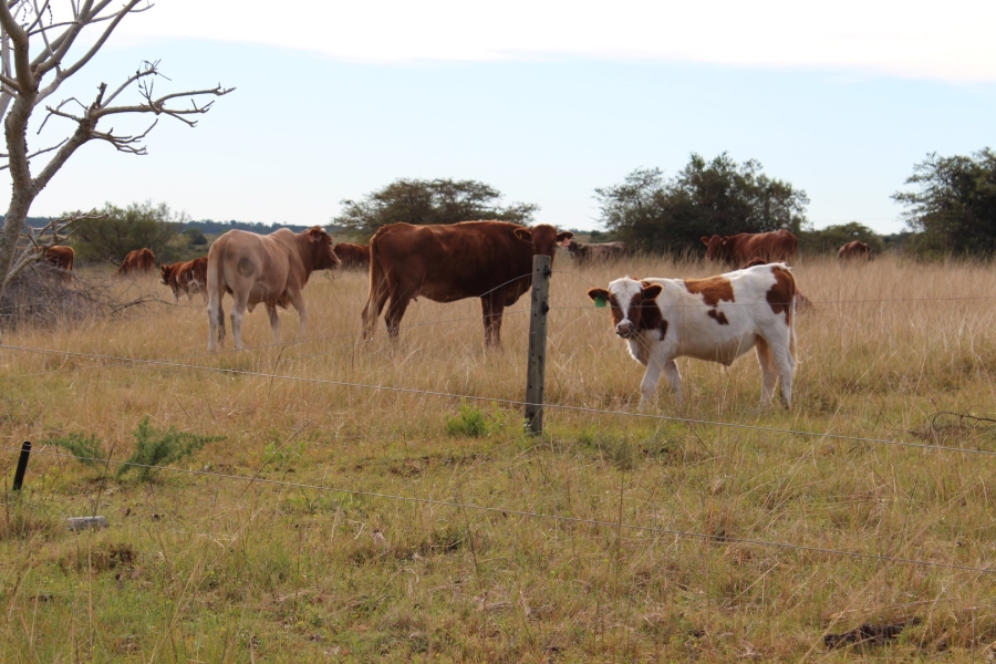 1 Bedroom Property for Sale in Bathurst Rural Eastern Cape